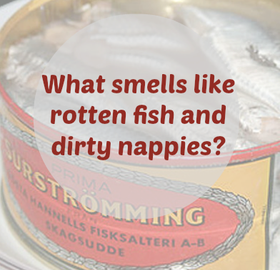 What does Surströmming smell like