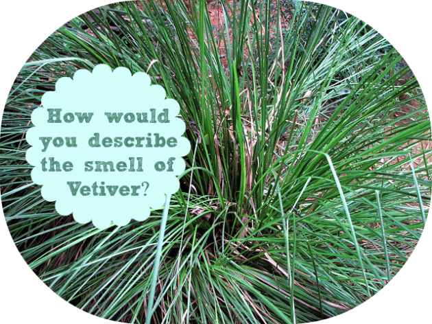 What does Vetiver smell like