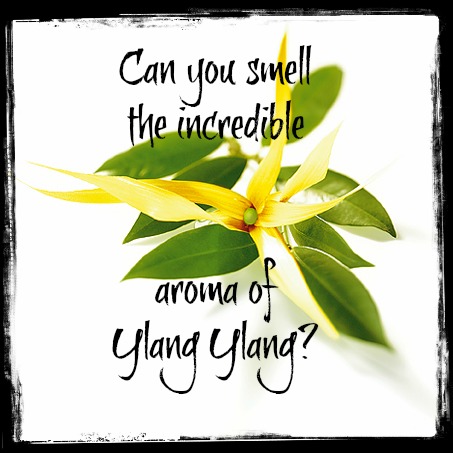 ylang ylang what does it smell like