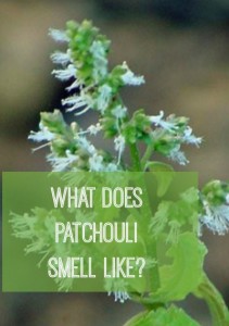 What Does Patchouli Smell Like