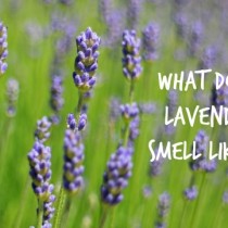 what does lavender smell like